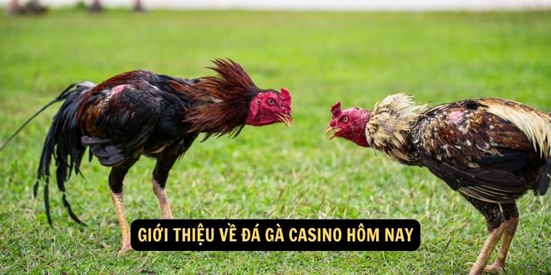 da-ga-casino-hom-nay